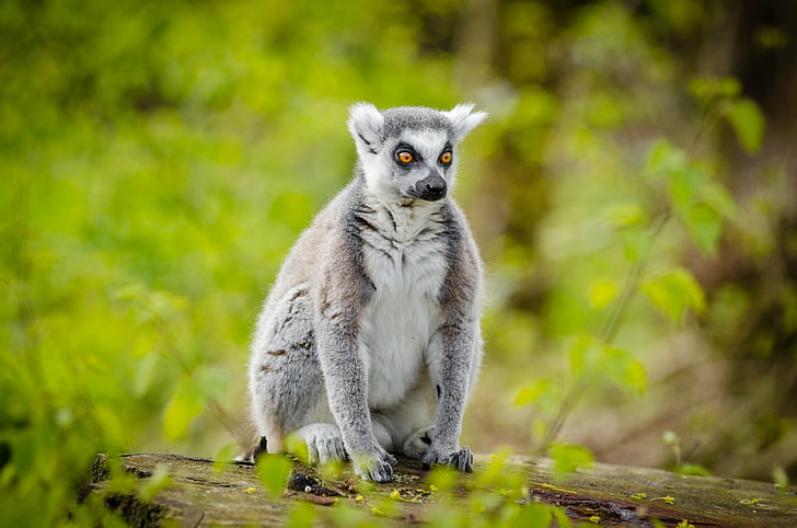 selective photo of gray lemur, ring-tailed lemur, ring-tailed lemur, HD wallpaper