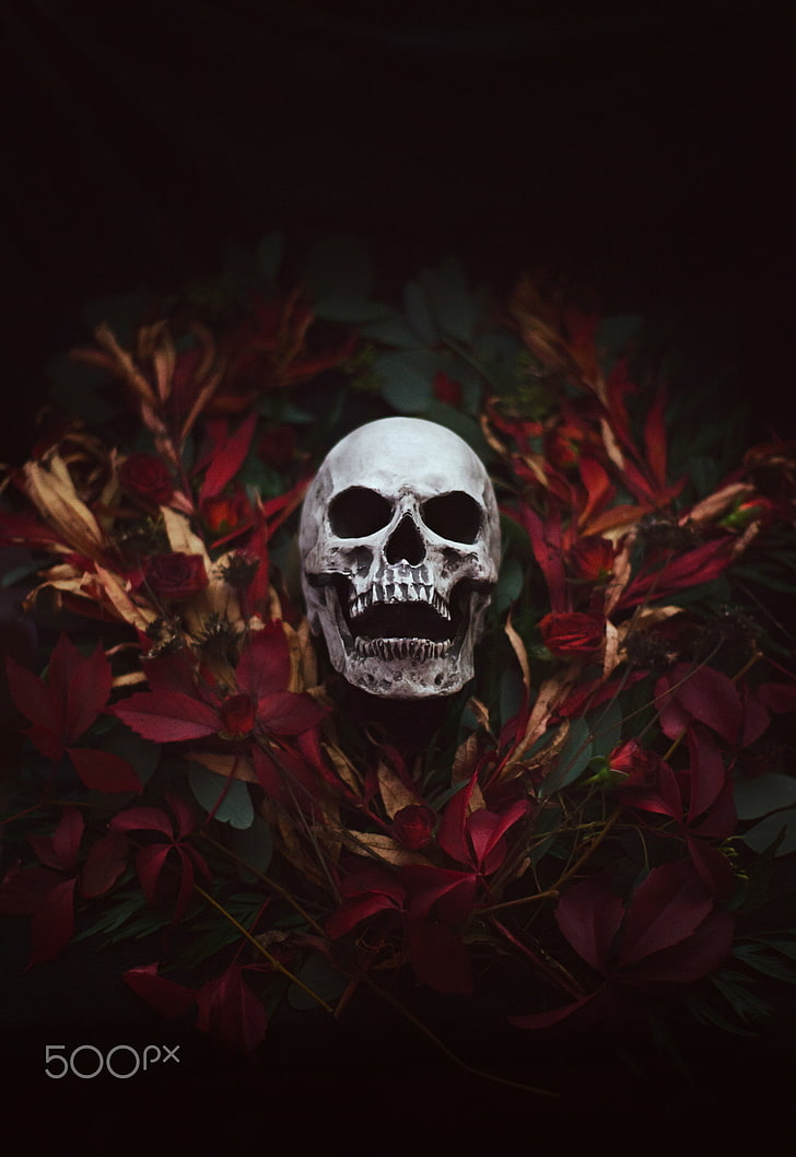 Artem Phoenix, skull, 500px, flowers, plants, HD wallpaper