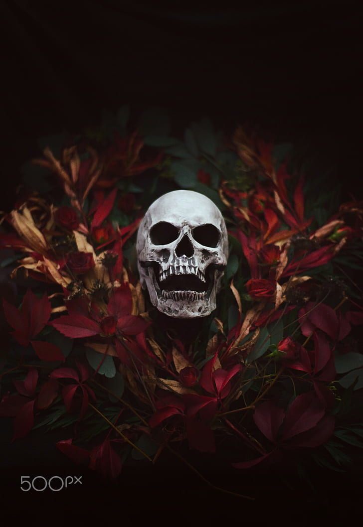 Artem Phoenix, skull, flowers, plants, 500px