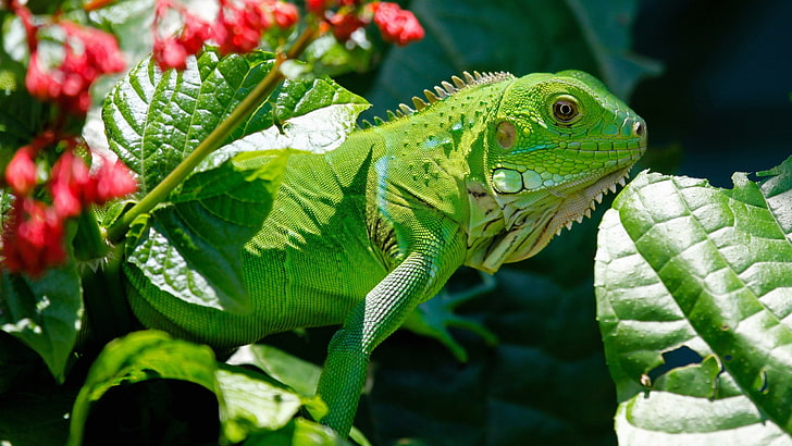 iguana, reptiles, green, animals, bokeh, plants, outdoors, lizards, HD wallpaper
