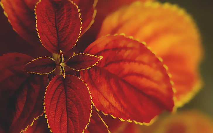 red leafed plant, nature, macro, leaves, plants, coleus, autumn, HD wallpaper