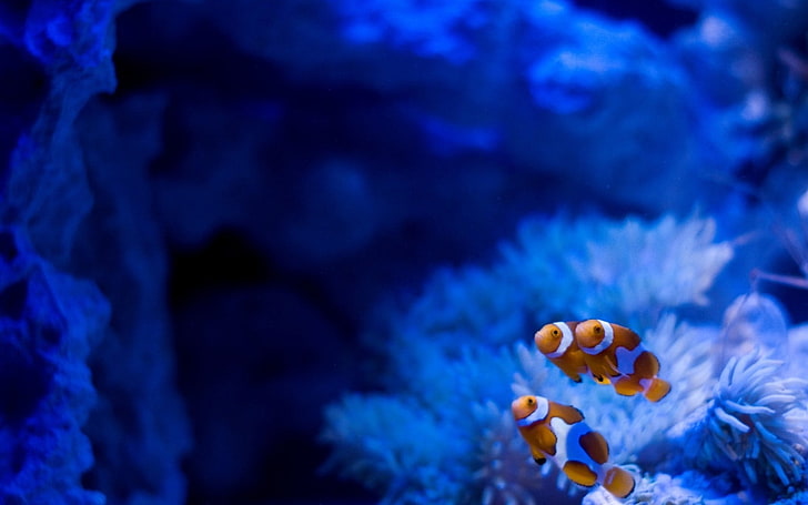 three clown fishes, clownfish, sea anemones, underwater, animals