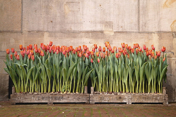 flowers, tulips, plants, freshness, flowering plant, no people, HD wallpaper