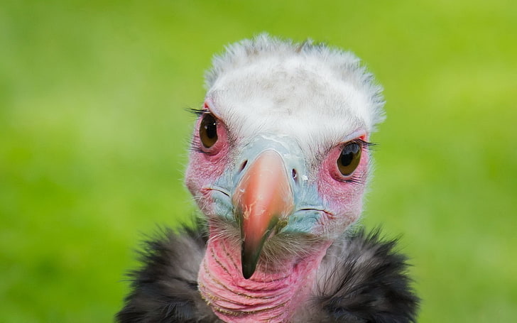 white and pink vulture, bird, background, animal, beak, animal Head, HD wallpaper