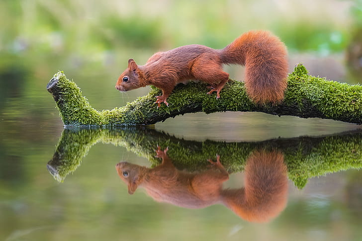 squirrel, animals, nature, water, reflection