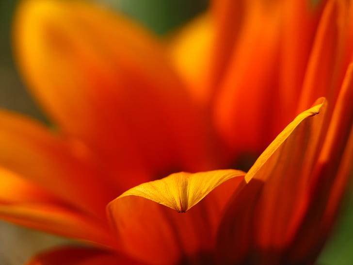 macro photography of orange Osteospermum flower, una, una, El amor, HD wallpaper