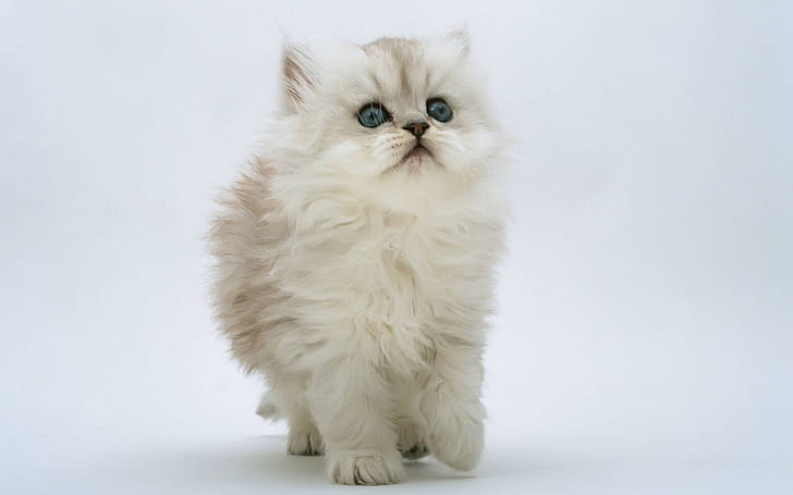 Persian Kitten, cute, small, HD wallpaper