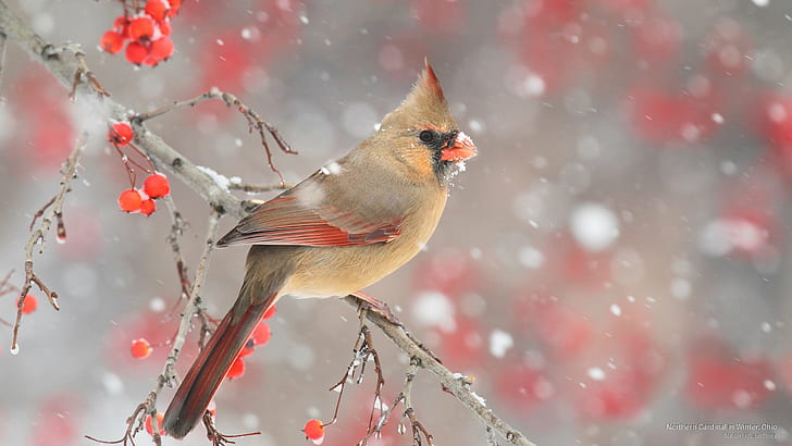 Northern Cardinal in Winter, Ohio, Birds, HD wallpaper