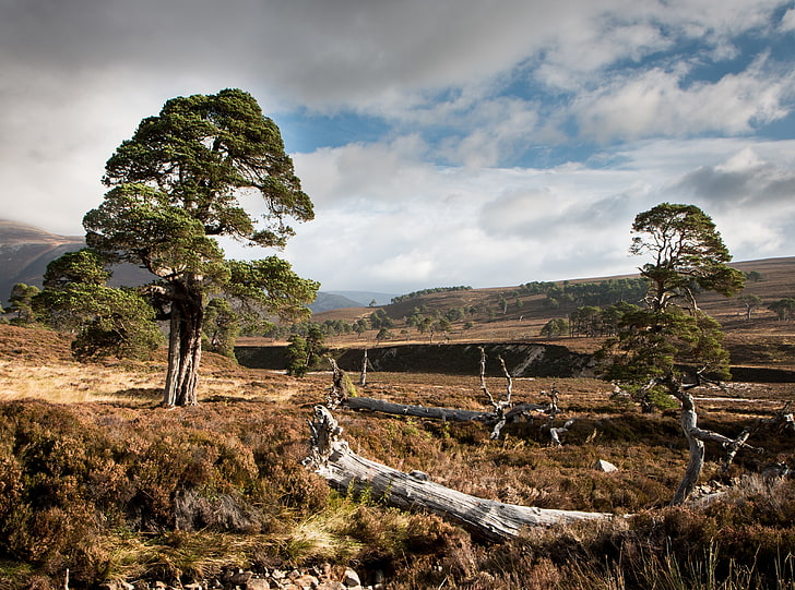 Scots Pine, Europe, United Kingdom, Nature, Landscape, Scenery, HD wallpaper