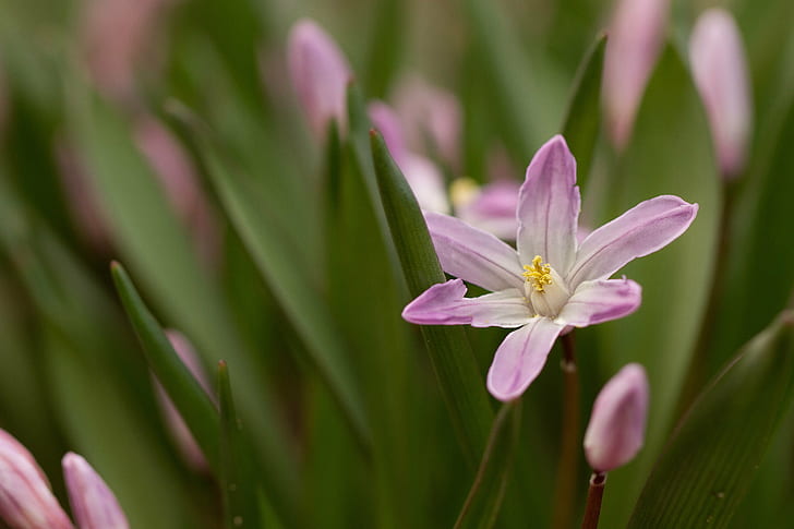 close-up photography of purple 6-petaled flower, Emerging, Spring