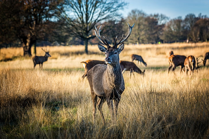gray stag on brown field, deer, deer, deer, deer, london, richmond, HD wallpaper