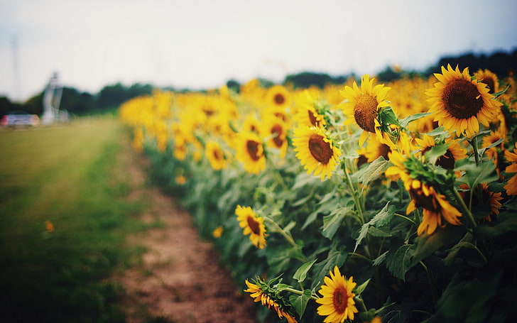 HD wallpaper: sunflowers, greens, field