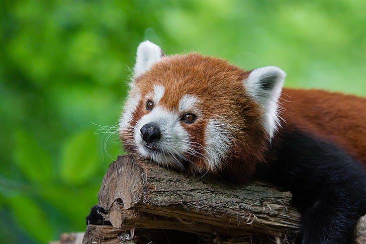 red Panda, red  panda, animal, tier, roter, kleiner, nikon, bokeh