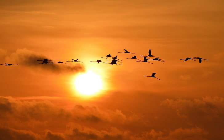 flock of birds, sunset, sky, flamingos, silhouette, animals, flying, HD wallpaper