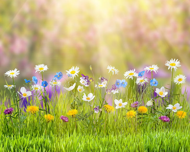 Summer, nature, grass, yellow dandelions, white daisies, blue poppies and white rain lilies
