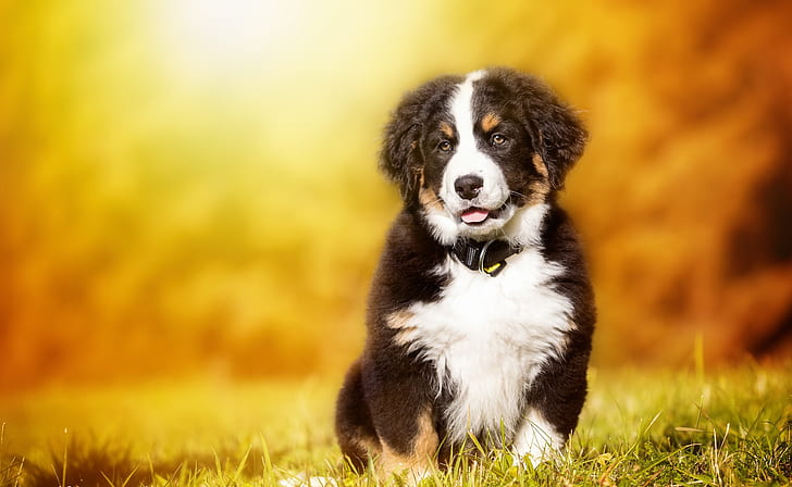 Dogs, Sennenhund, Baby Animal, Bernese Mountain Dog, Puppy, HD wallpaper