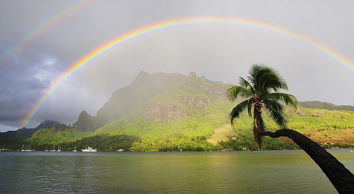 Rainbow Over Cooks Bay, Moorea, French Polynesia, coconut tree and rainbow, HD wallpaper