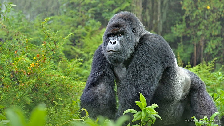 Gorilla HD Animals 4k Wallpapers Images Backgrounds Photos and Pictures
