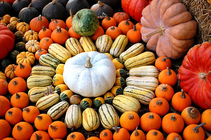pumpkin lot, much, zucchini, vegetable, autumn, food, orange Color