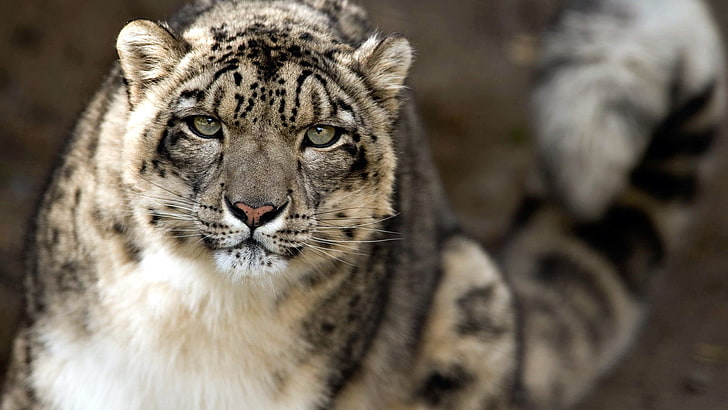 animals, fur, leopard, big cat, feline, animal skin, snow leopard