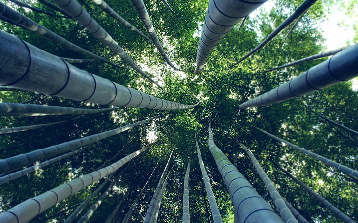 green leafed trees, bamboo, worm's eye view, plant, day, nature