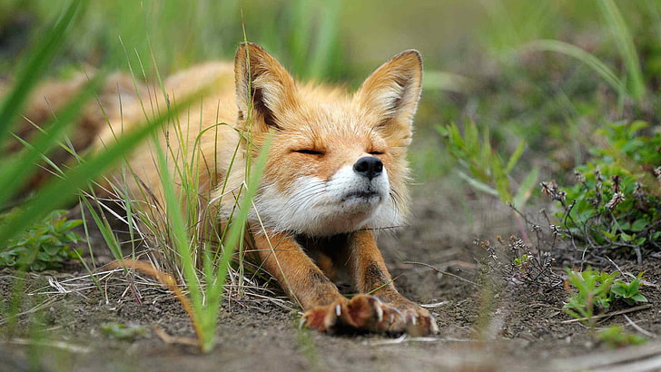 fox, kit fox, canine, animals, red fox, mammal, HD wallpaper