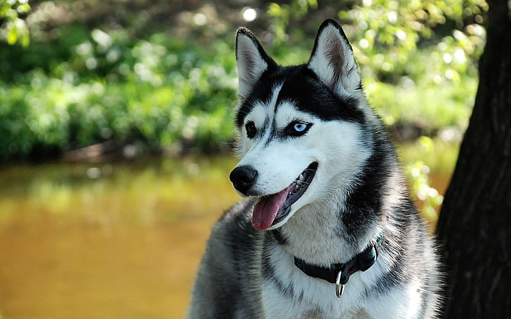 black and white Siberian husky, dog, animals, one animal, animal themes