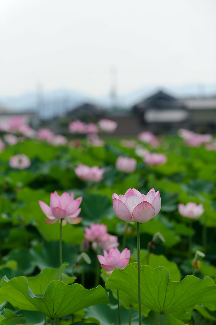 macro photography of pink petaled flowers, Kannon, 日本, JP, HD wallpaper