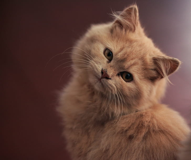 selective focus photography of medium fur orange cat, domestic Cat, HD wallpaper