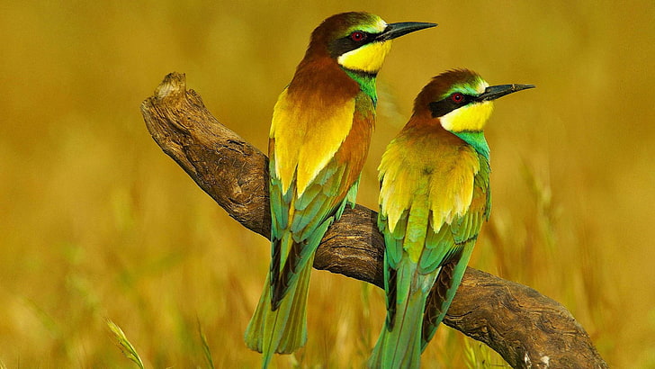 two green-and-yellow birds, nature, animals, bee-eaters, vertebrate, HD wallpaper