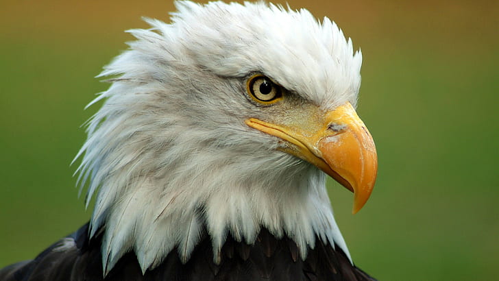 Bald eagle head, black and white bald eagle, beak, feathers, bird