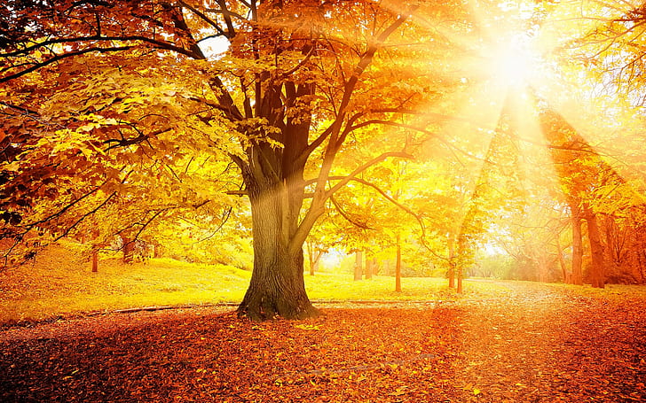 Sunset autumn, forest, yellow leaves, trees, sun, HD wallpaper