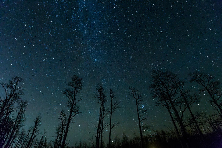 black trees, forest, starry night, star - space, astronomy, beauty in nature