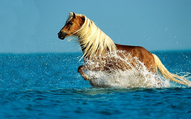 Horse running water, brown horse