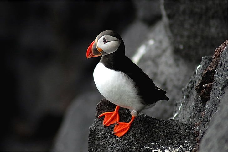 black and white bird, atlantic, puffin, beak, sit, rock, wildlife