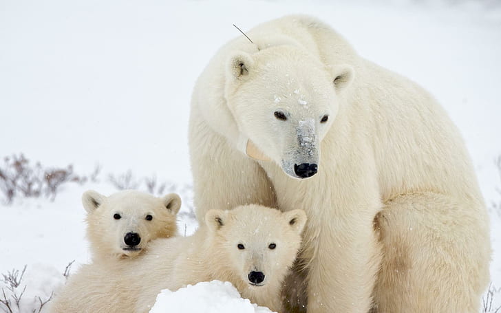 Bear with its cubs, polar bear with 2 polar bear cubs, animals, HD wallpaper
