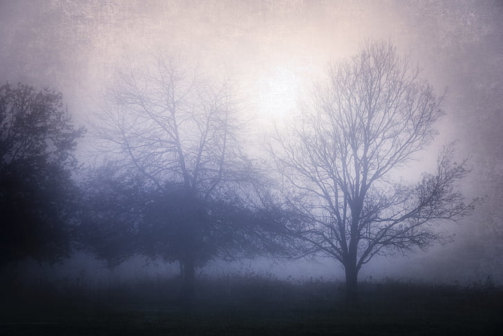 mist, forest, tree, fog, plant, nature, tranquility, land, sky