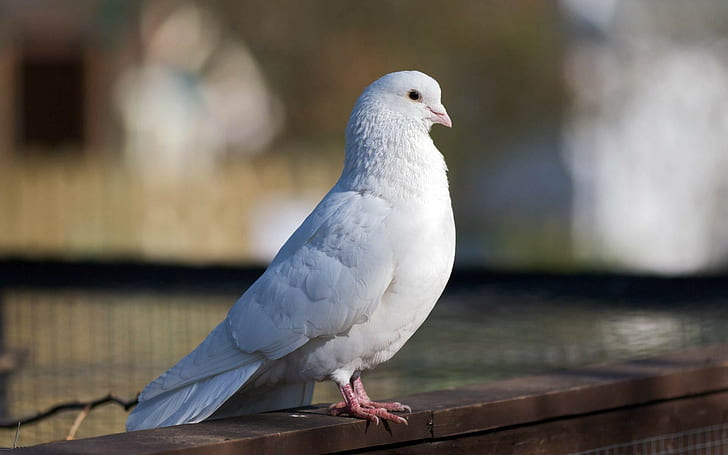 HD wallpaper: Pigeon Bird HD, white dove, animals | Wallpaper Flare