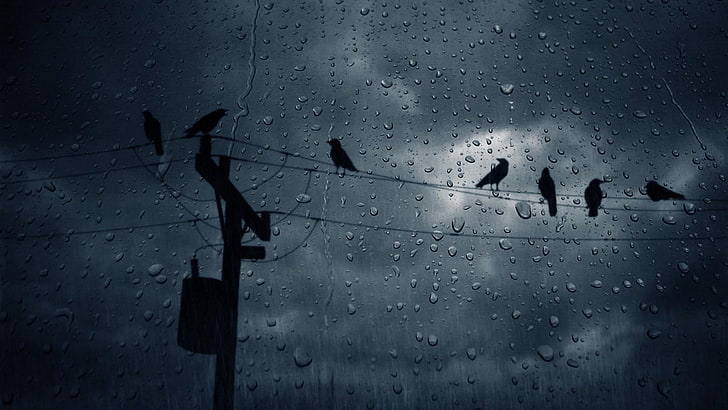 darkness, rain, drops, birds, raining, rain drops, cloudy, electric cable, HD wallpaper