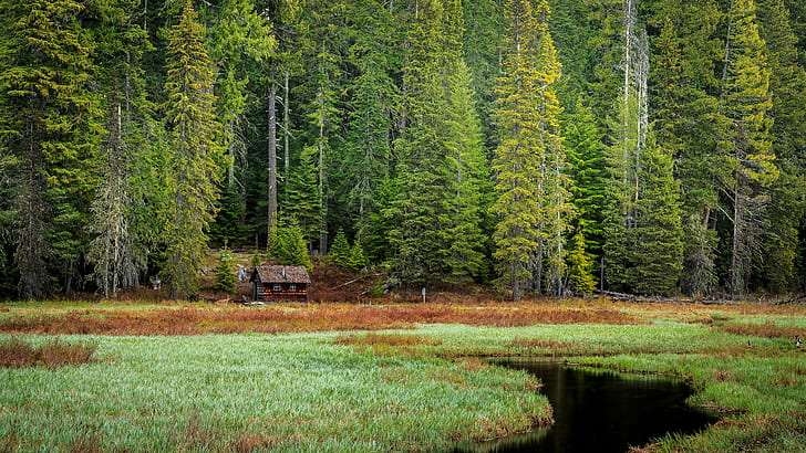 Forest Clearing, Stream, Cabin, Grass, Nature