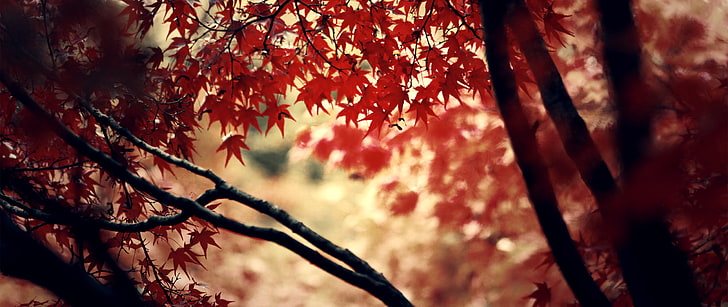 ultra-wide, depth of field, nature, tree, plant, autumn, change, HD wallpaper