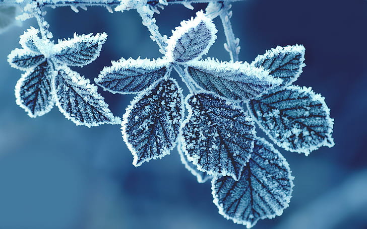 Leaf Frozen High Resolution Pictures, gray leaf with snowflakes, HD wallpaper
