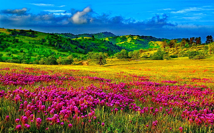 Meadow With Purple Flowers, Hills With Trees And Green Grass Sky Clouds Desktop Wallpaper Hd Resolution 1920×1200