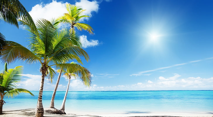 Tropical Beach Paradise, green coconut trees, Seasons, Summer