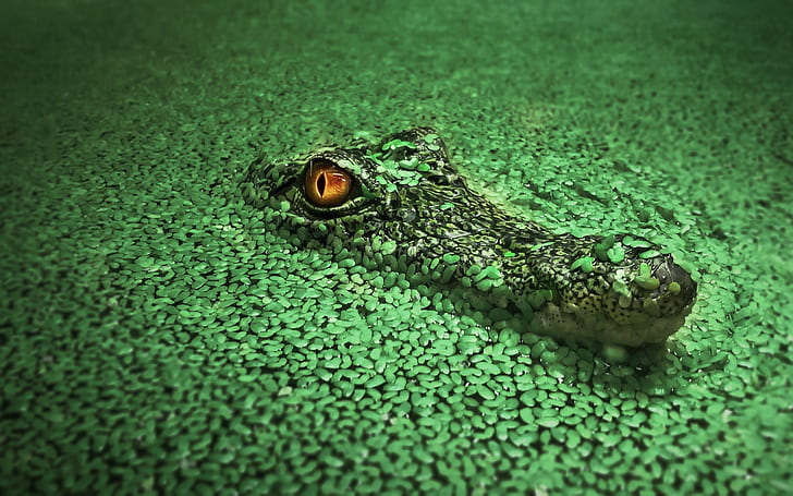 crocodiles, animals, green, wildlife, HD wallpaper