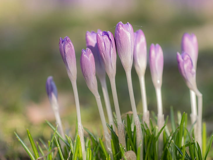 purple-and-white flowers in tilt shift lens photography, Tight