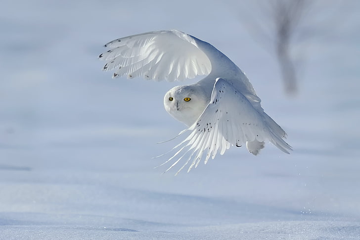 snow owl, winter, bird, snowy owl, white owl, Nyctea scandiaca, HD wallpaper
