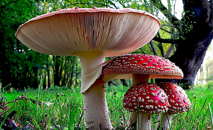red mushrooms during daytime, Fly Agaric, Fungi, nature, Lumix FZ200, HD wallpaper