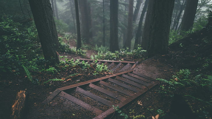 trees stairs deep forest forest nature, plant, land, tree trunk, HD wallpaper