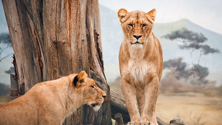 nature, animals, lion, big cats, mammal, animal wildlife, animal themes, HD wallpaper